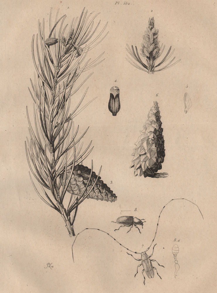 Scots pine. Red Pine. Lamie tisserand/Long-horned beetle.Hylurgus piniperda 1834